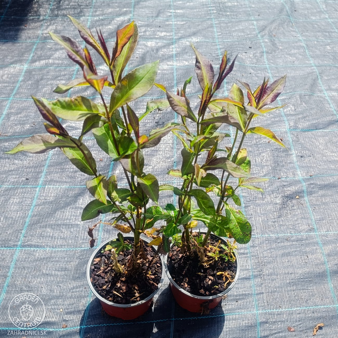 Obrázok Flox metlinatý (Phlox paniculata) ´SWEET SUMMER DREAM’® - kont. C1,5L